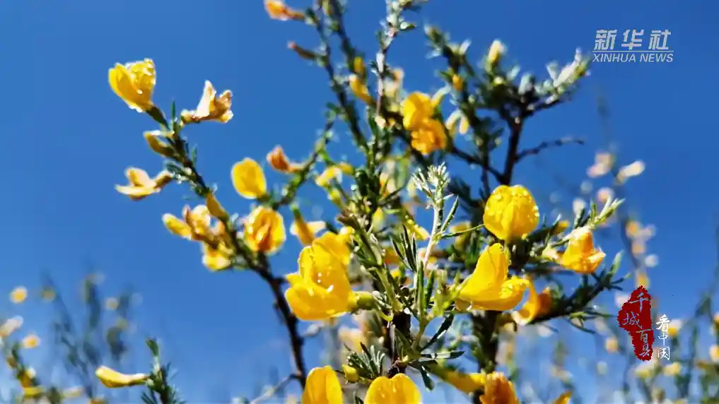 柠条花海织就北疆锦绣画卷